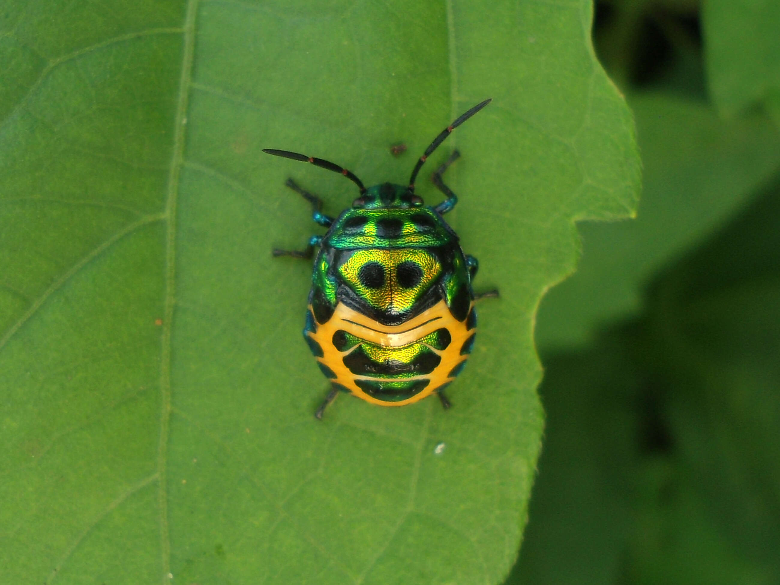 Image of Chrysocoris