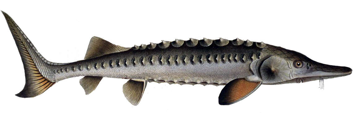 Image of Atlantic Sturgeon