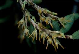 Image of Tangled rope orchid