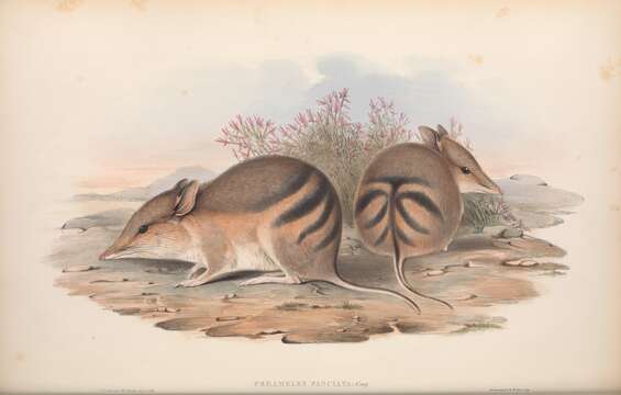 Image of Barred Bandicoot