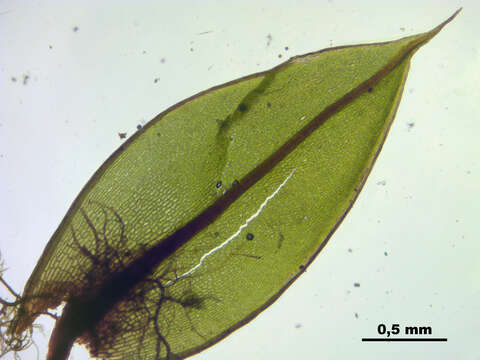 Image of common green bryum moss