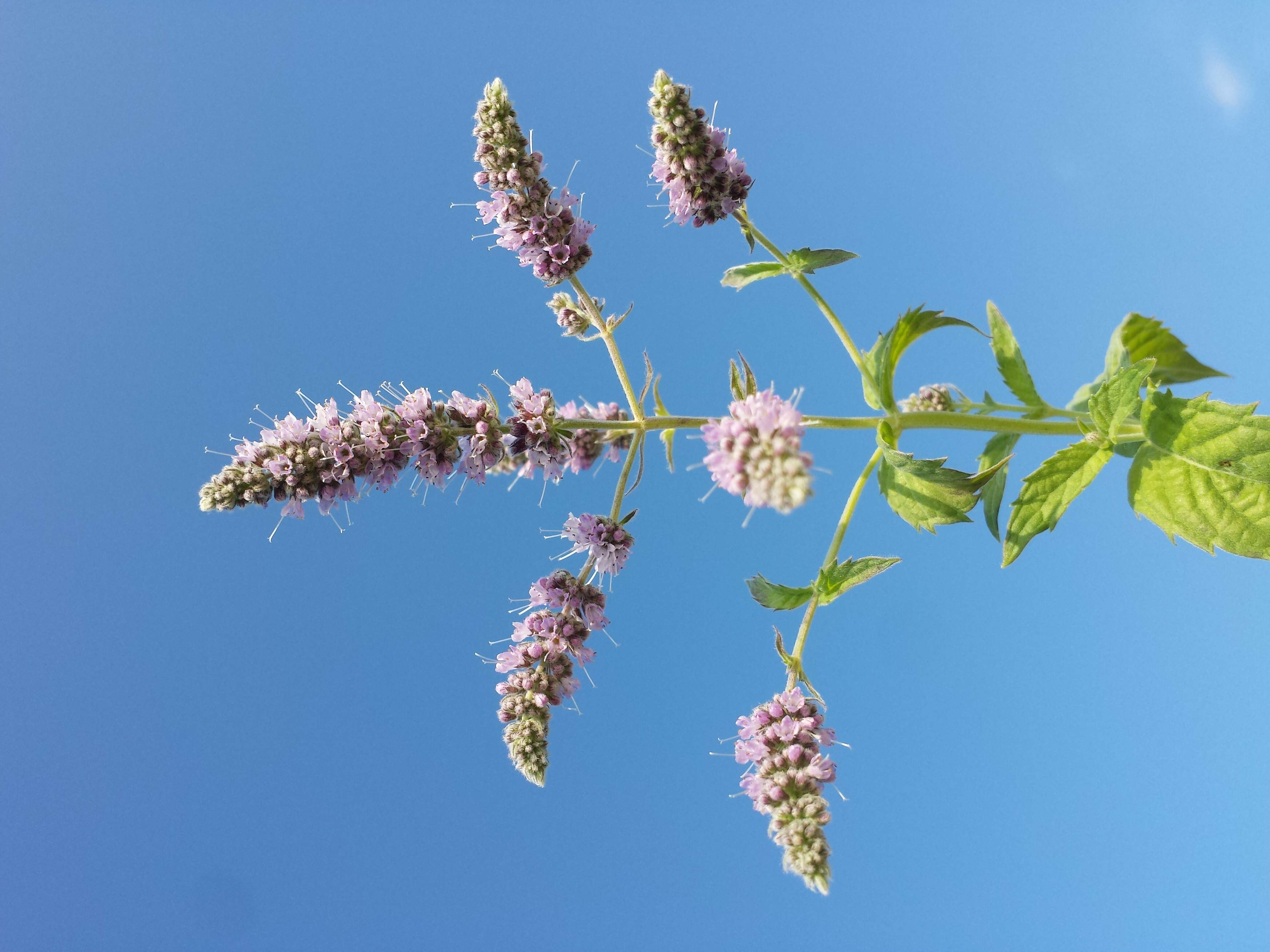 Image of Horse Mint