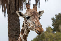 Image of reticulated giraffe