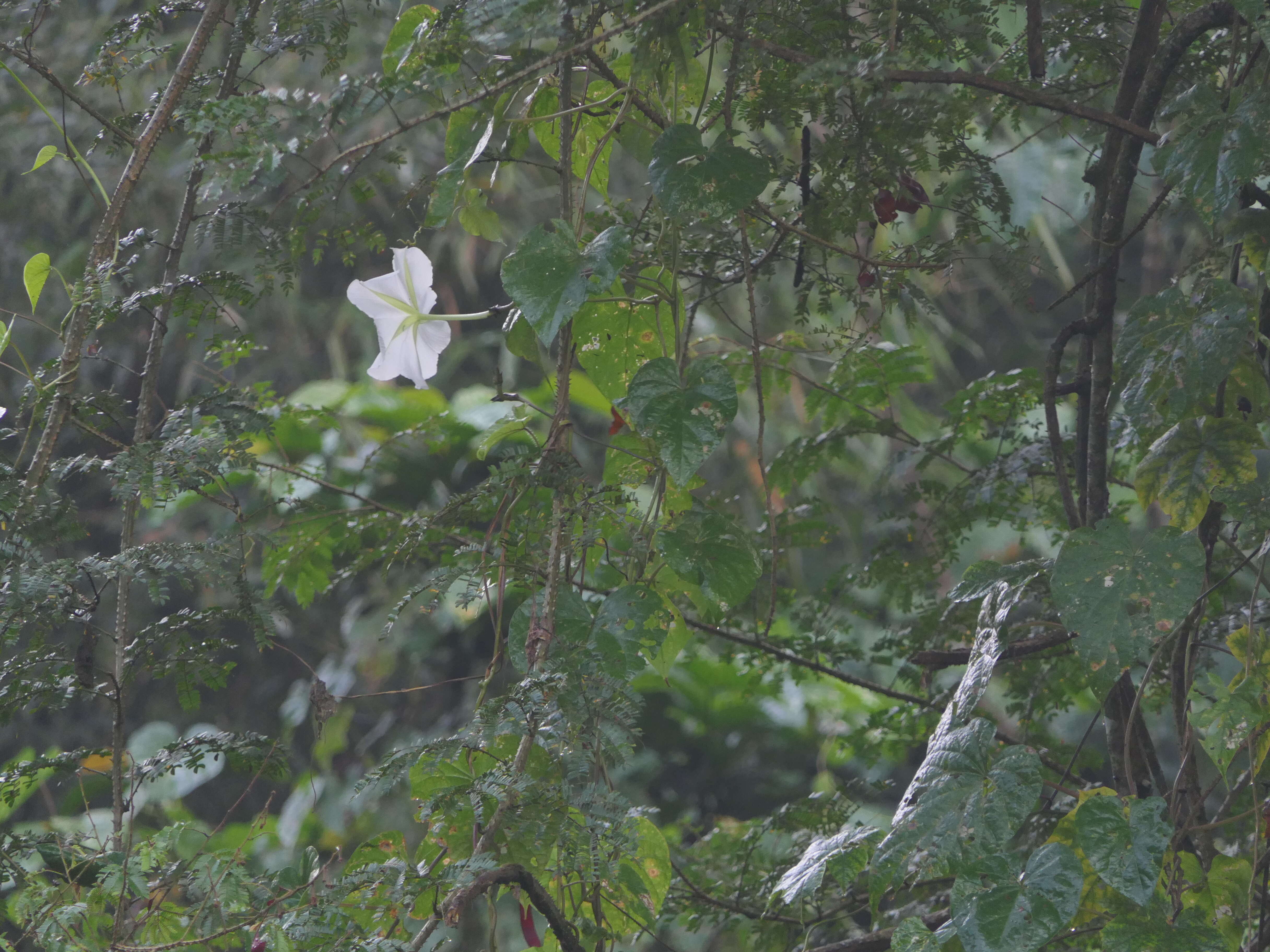 Image of Moonflower or moon vine