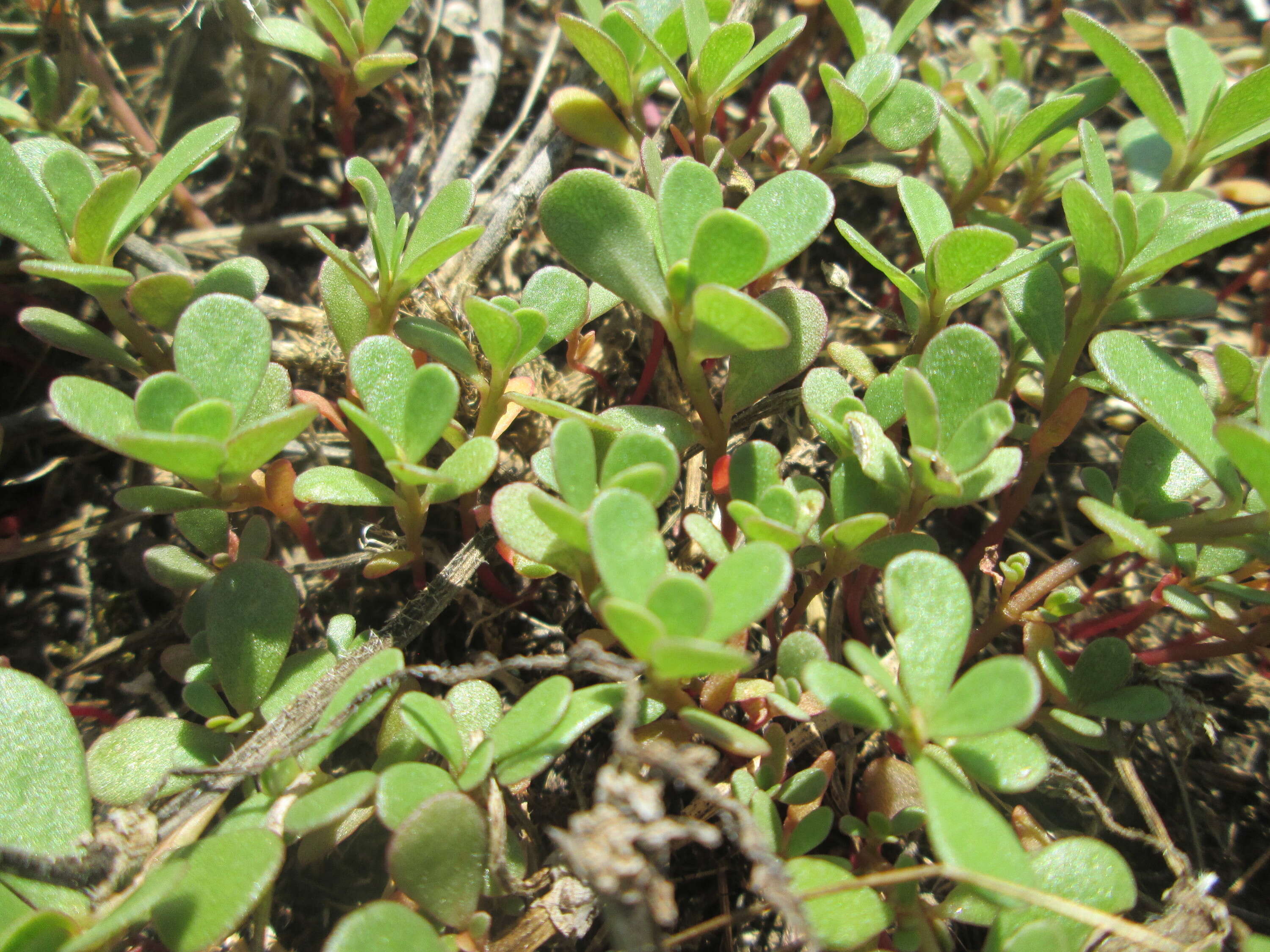 Image of common purslane