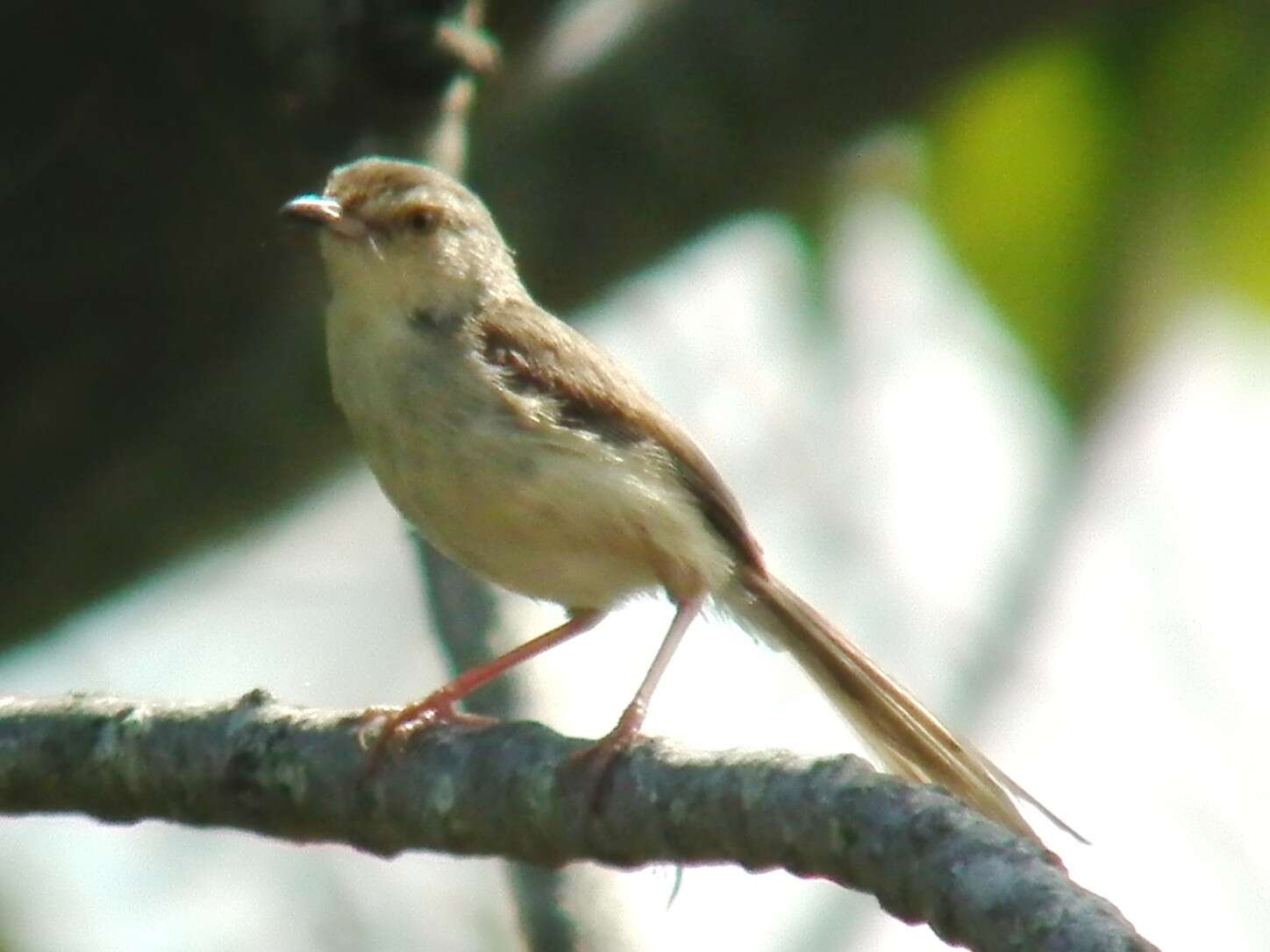 Prinia flaviventris (Delessert 1840) resmi