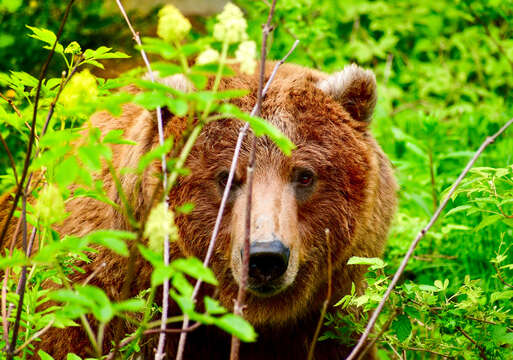 Image of grizzly bear