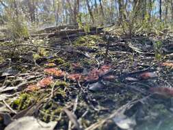 Image of Drosera aberrans (Lowrie & Carlquist) Lowrie & Conran