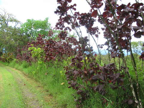 Image de Acalypha wilkesiana Müll. Arg.