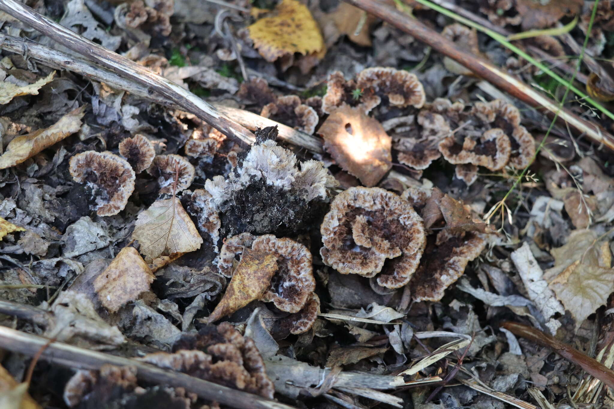 Image de Thelephora terrestris Ehrh. 1787