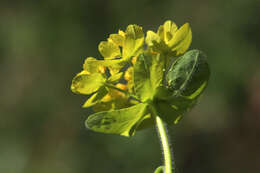 Image of cushion spurge