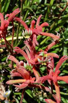 Image of Anigozanthos rufus Labill.