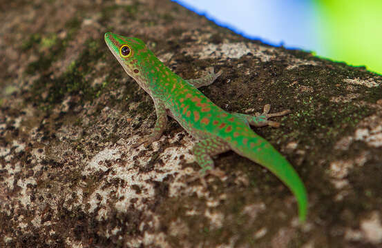 Phelsuma resmi