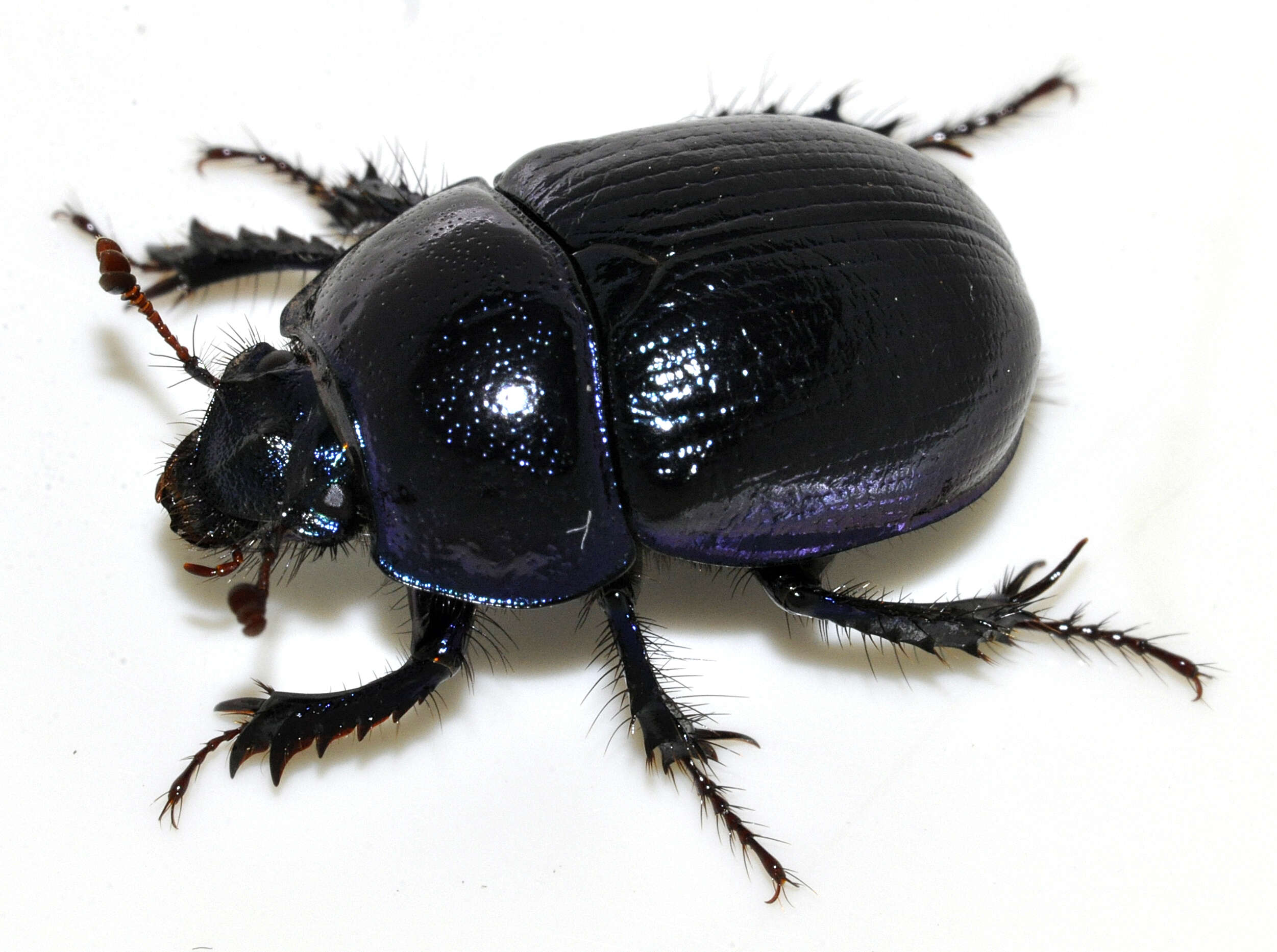 Image of Anoplotrupes