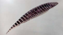 Image of banded knifefish