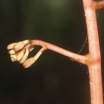 Image de Cyrtosia septentrionalis (Rchb. fil.) Garay