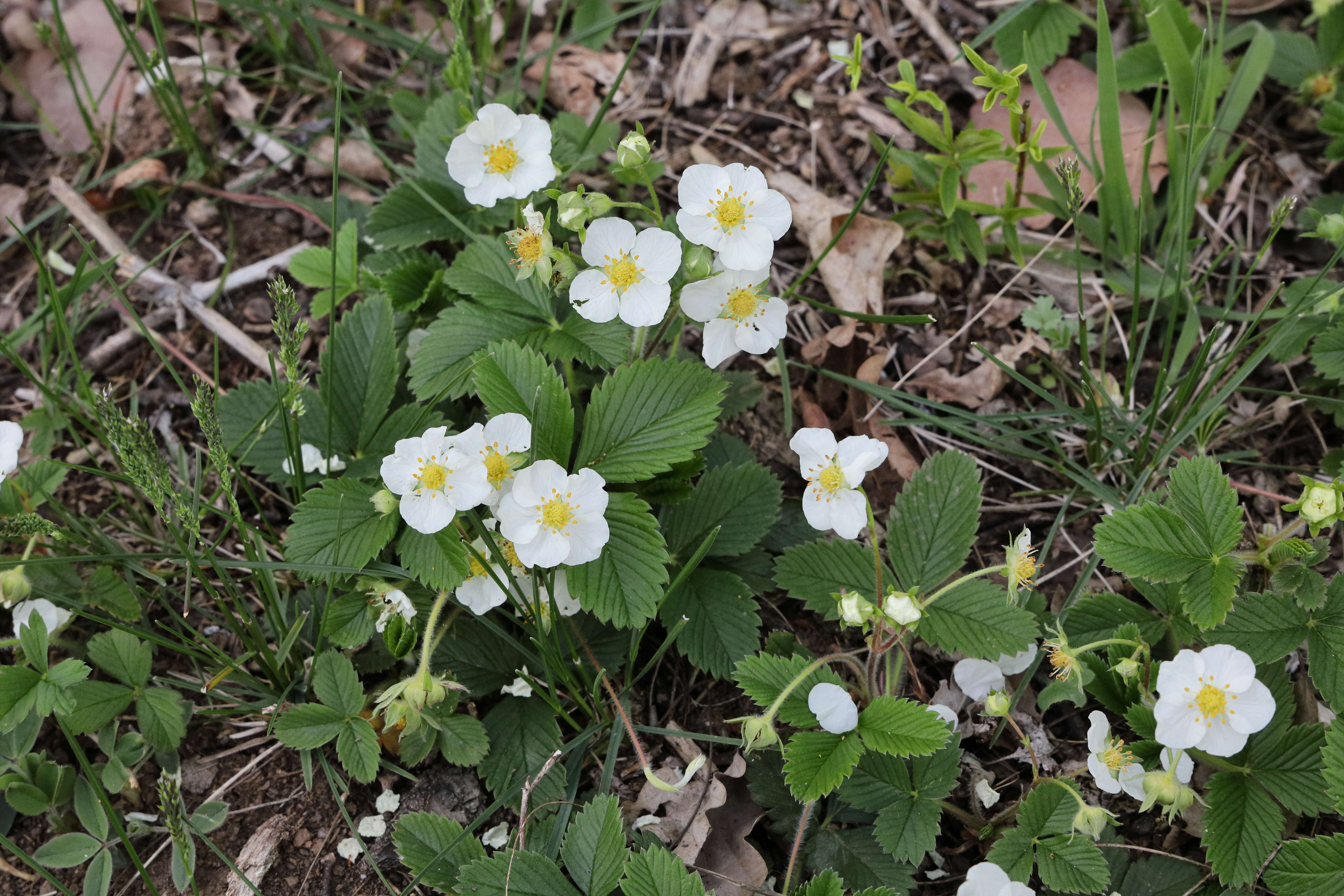 Image of Hautbois Strawberry