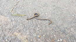 Image of Slow worm