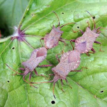 Image of Coreus