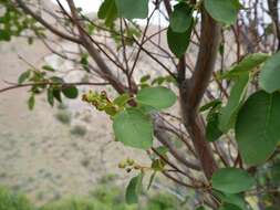 Слика од Amelanchier alnifolia (Nutt.) Nutt.