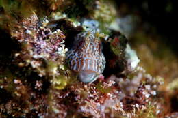 Image of Horned Blenny