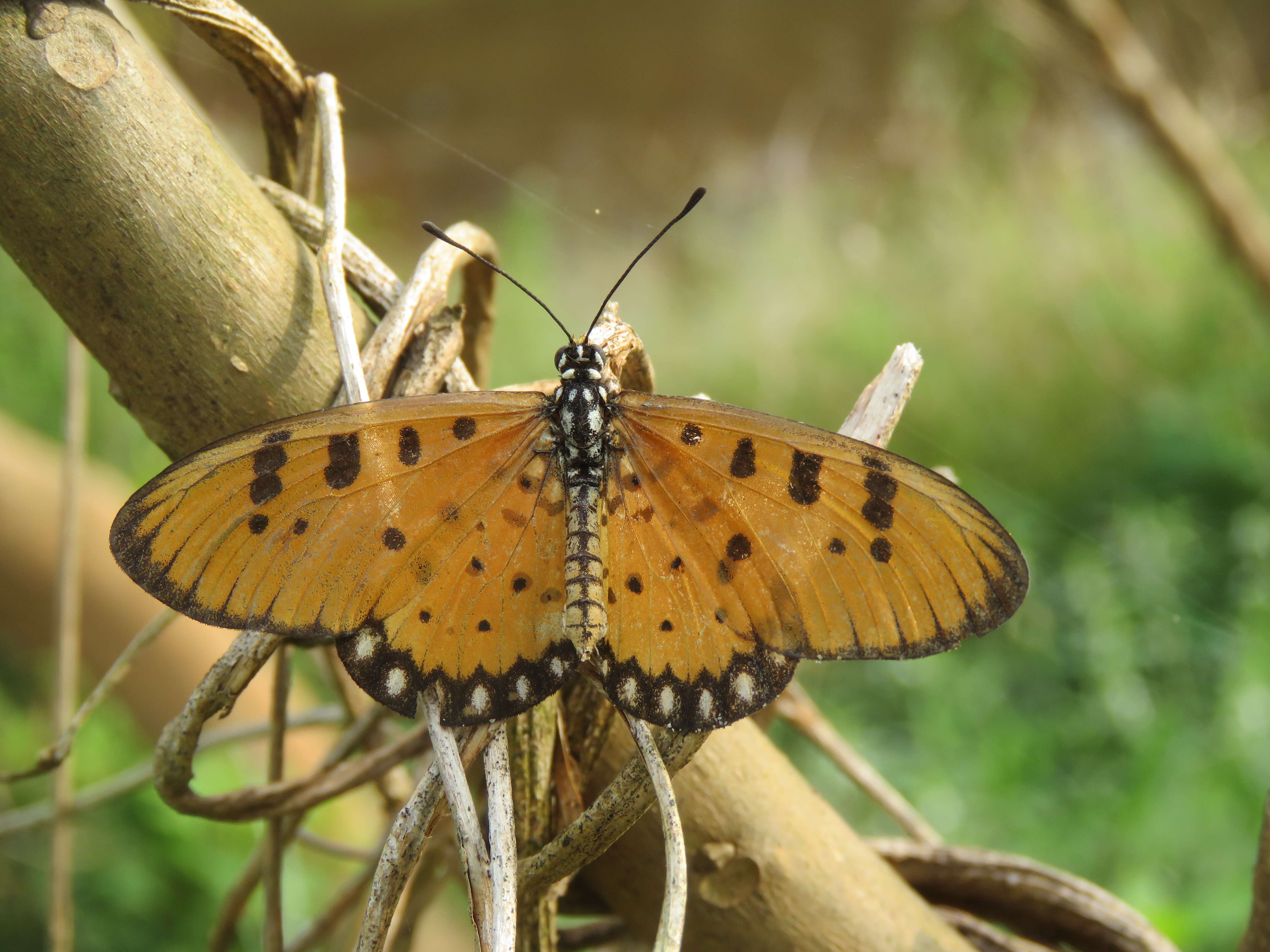 Image of Acraea terpsicore