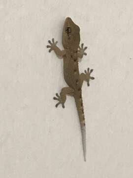 Image of Tenerife Gecko