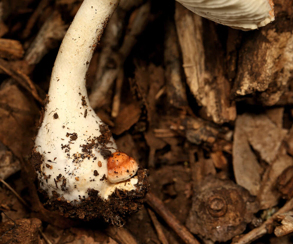 Leucoagaricus rubrotinctus (Peck) Singer 1948 resmi