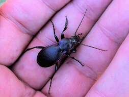 Image of Violet Ground Beetle