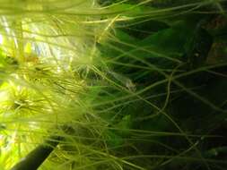 Image of Caridina multidentata