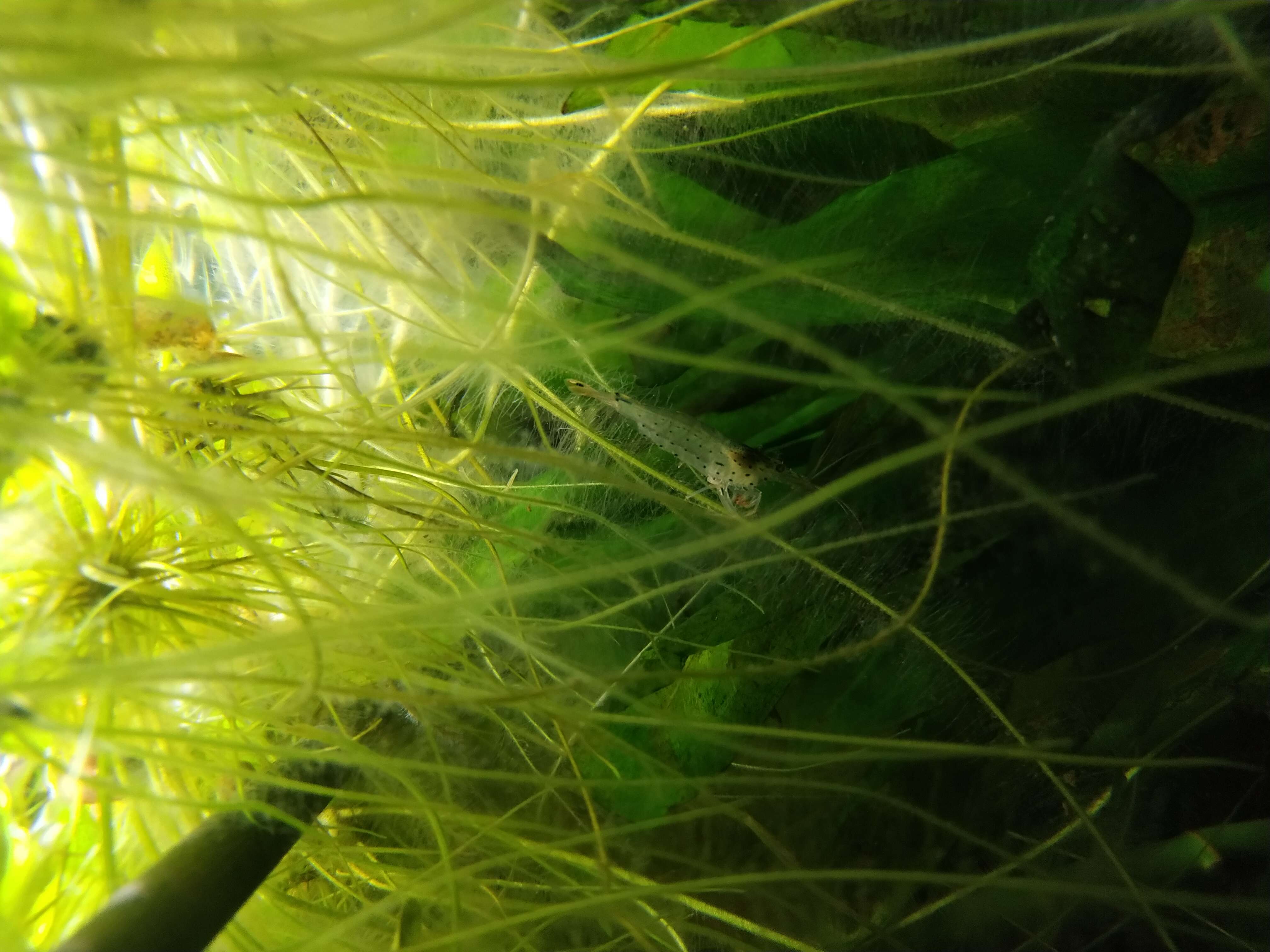 Image of Caridina multidentata