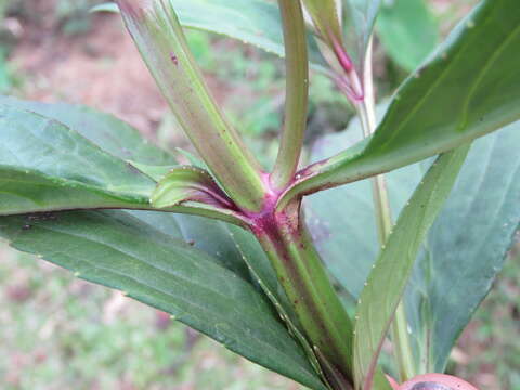 Imagem de Artanema longifolium (L.) Vatke