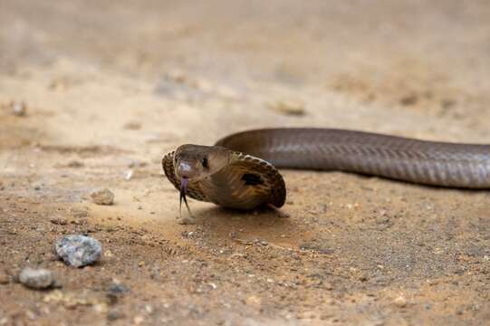 Image of Indian cobra