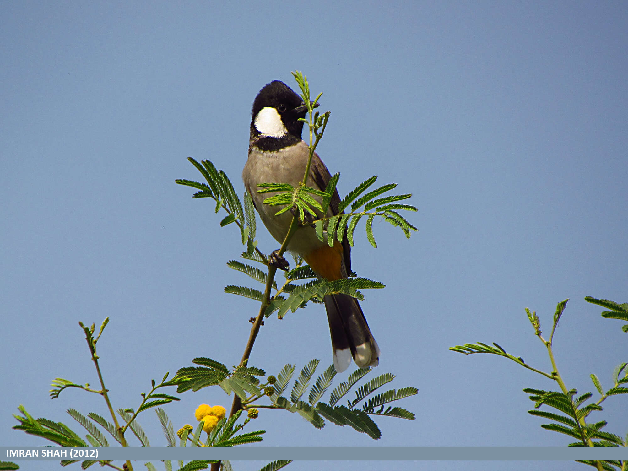 Image of White-eared Bulbul