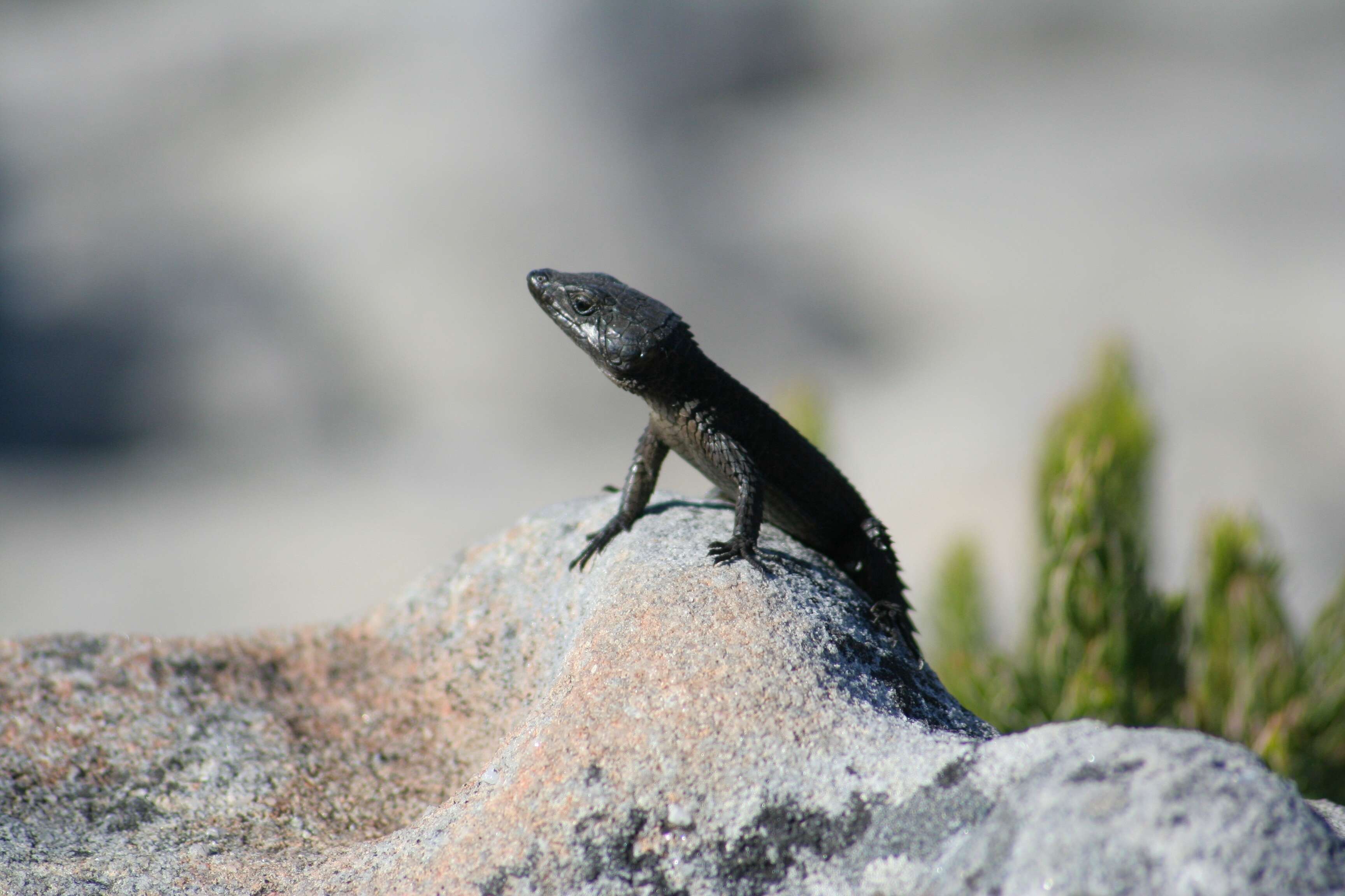 Image of Black girdled lizard