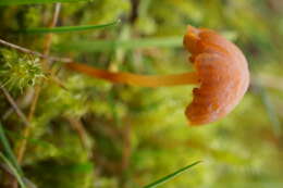 Image of Galerina graminea (Velen.) Kühner 1935