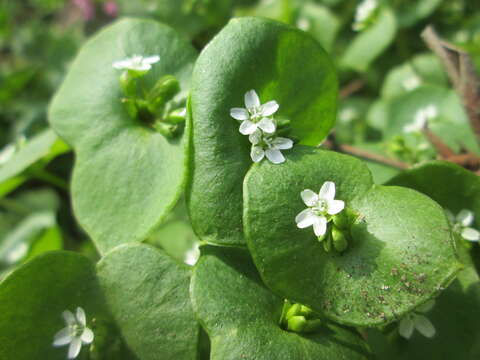 Image of Indian lettuce