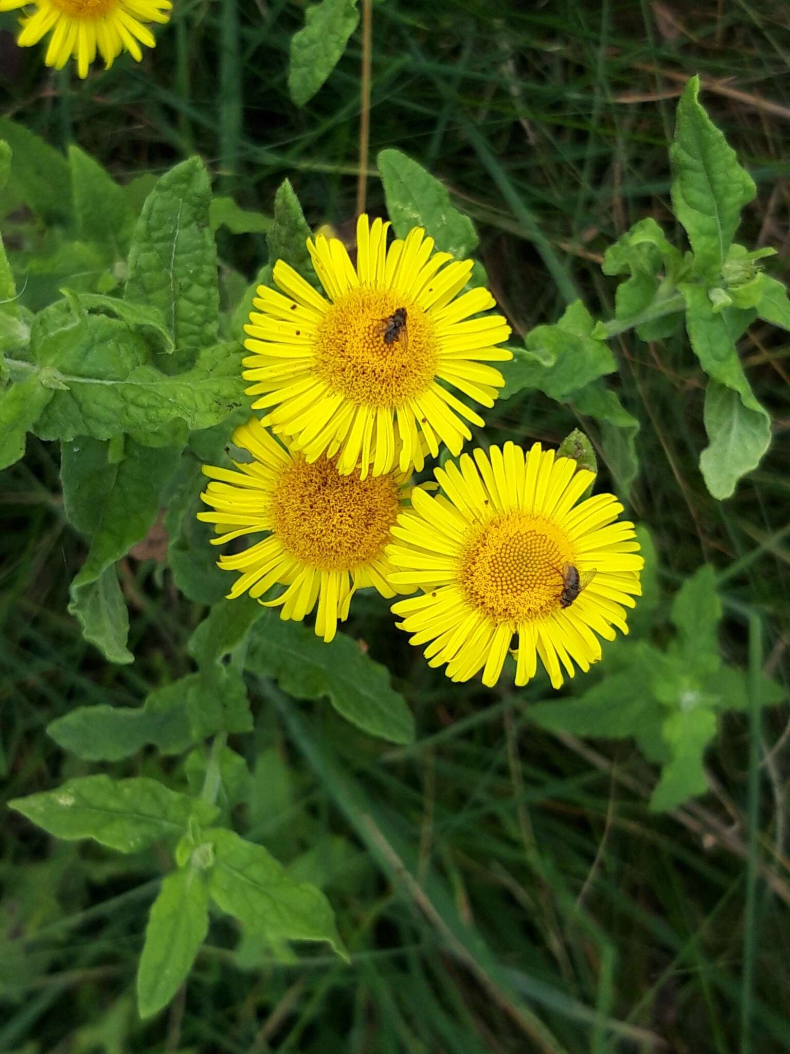 Image of common fleabane