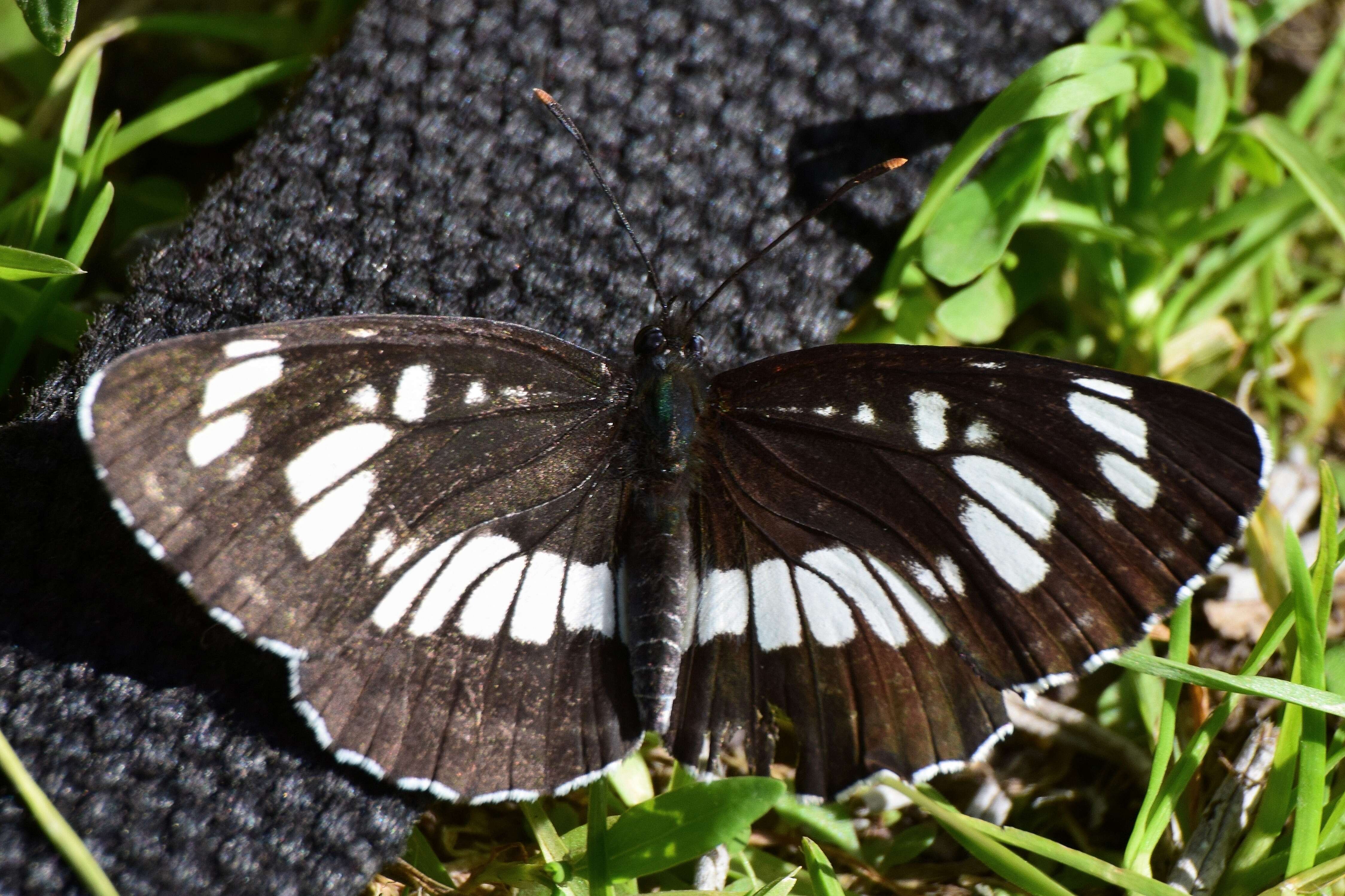 Image of Neptis rivularis Scopoli 1763