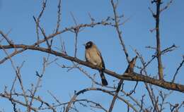 Image of White-eyed Bulbul