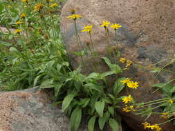 Image of hairy arnica