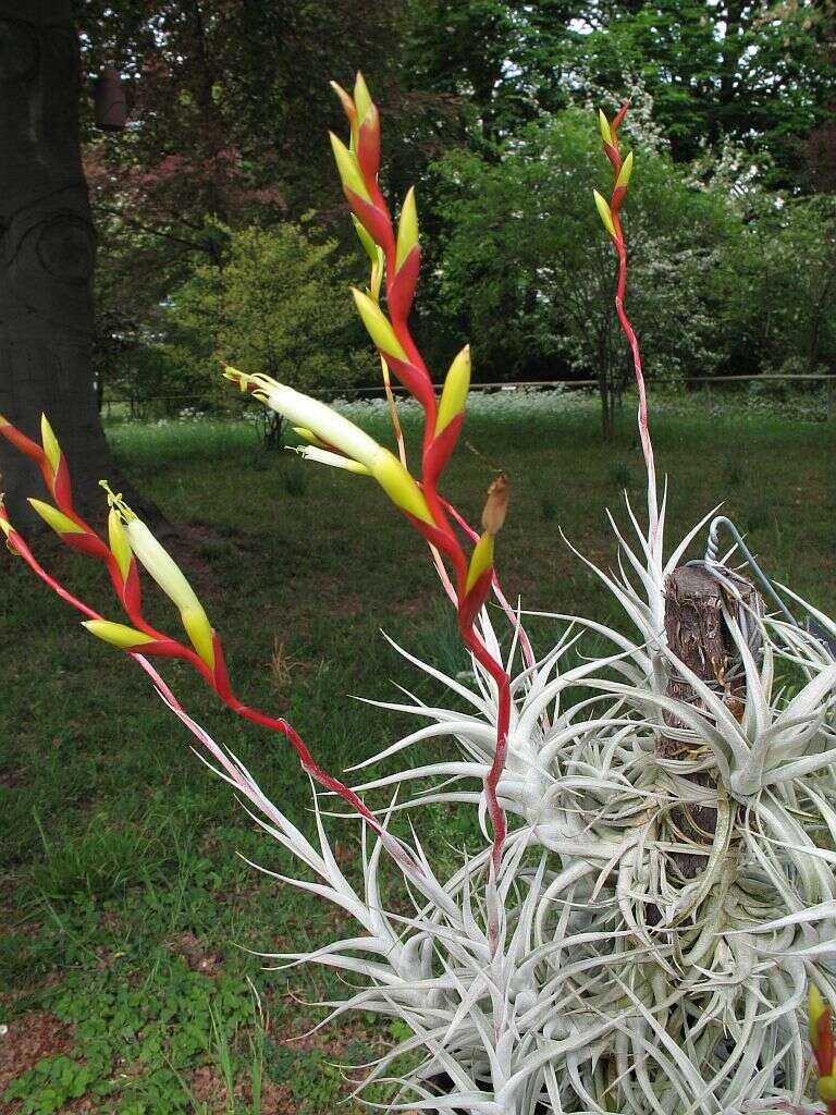 Tillandsia albida Mez & Purpus resmi