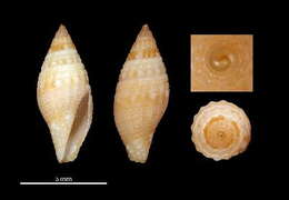 Image of Mitromorpha tenuicolor Chino & Stahlschmidt 2009