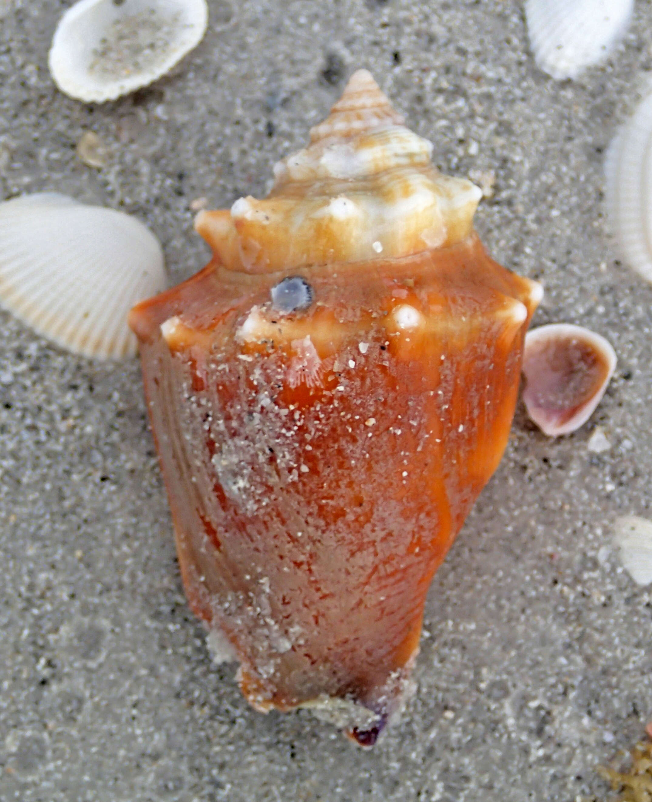 Image of Florida fighting conch