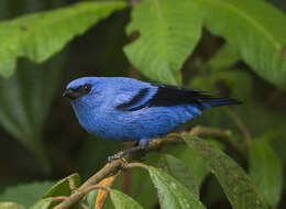 Image of Blue-and-black Tanager