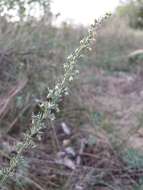 Image of Artemisia austriaca Jacq.