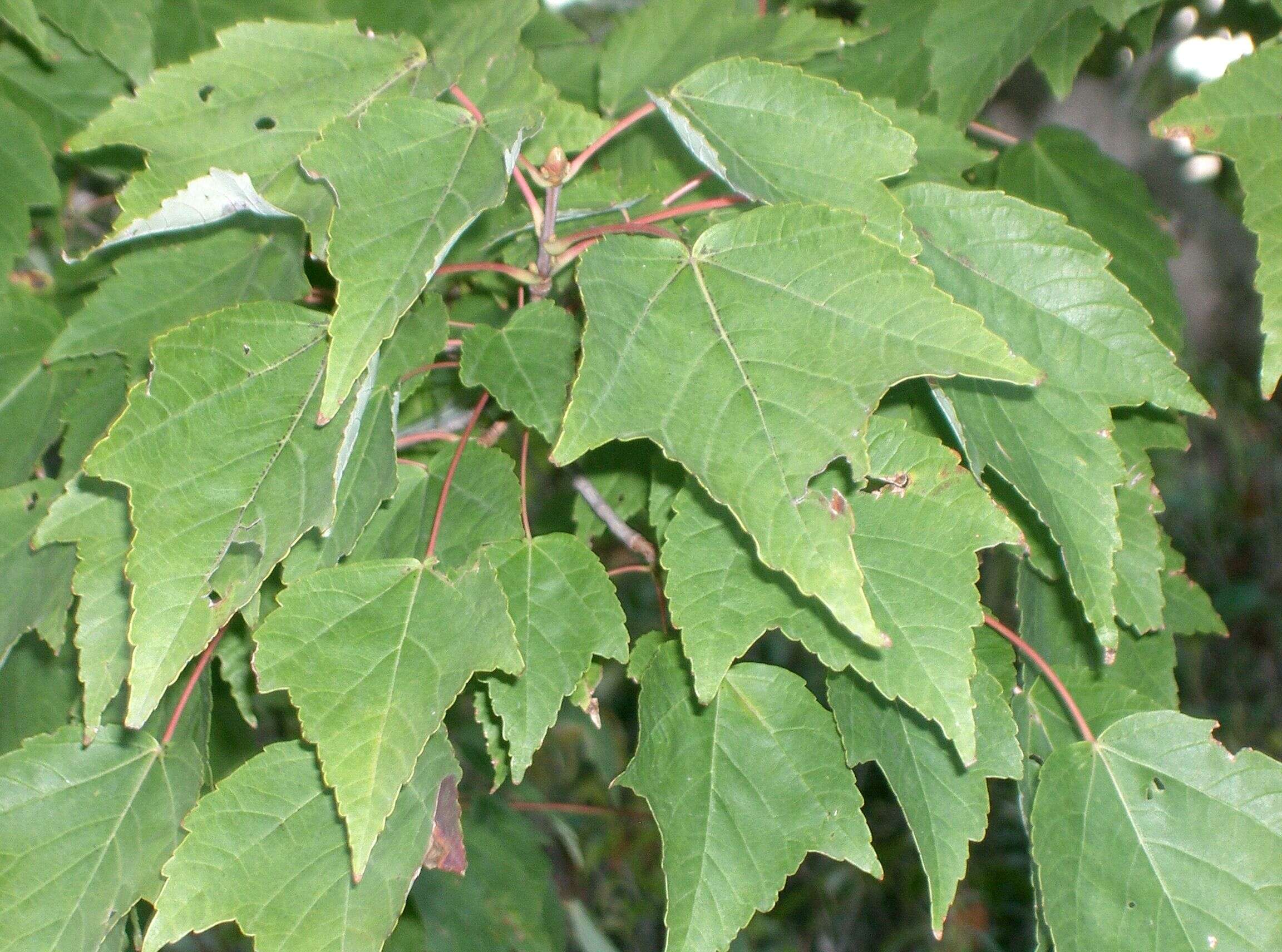 Plancia ëd Acer pycnanthum C. Koch