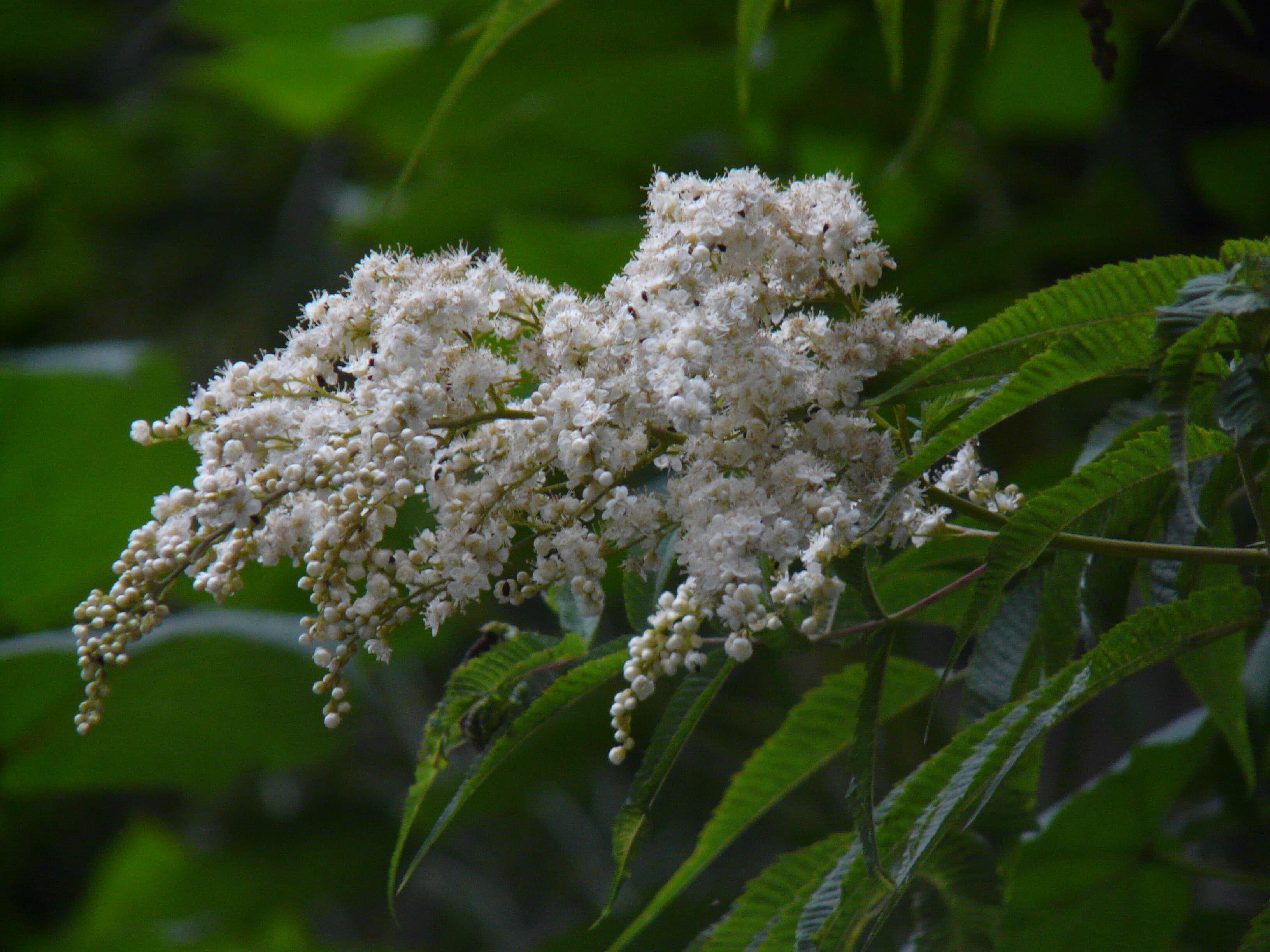 Image of Himalayan sorbaria