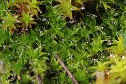 Image of tortula moss