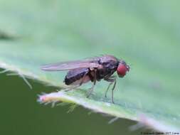 Image of Drosophila obscura Fallen 1823